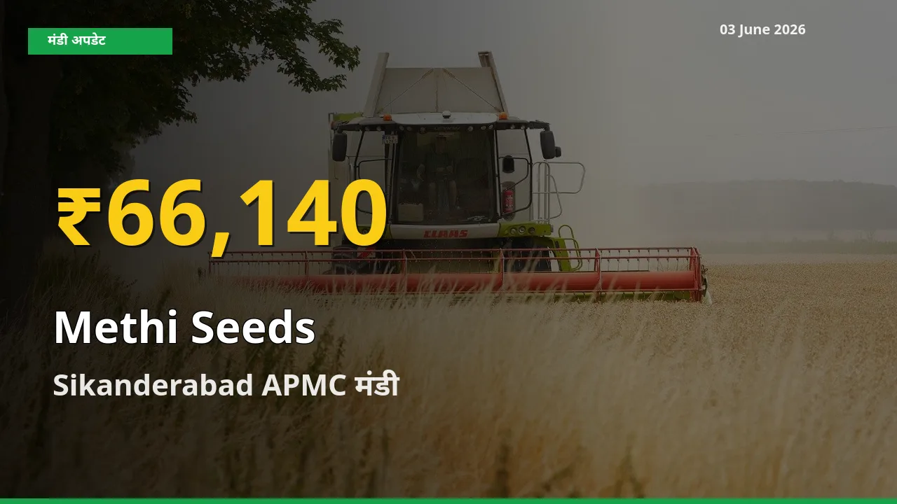 मेथी दाना के दामों ने बनाया नया रिकॉर्ड, Sikanderabad APMC में तेज़ी