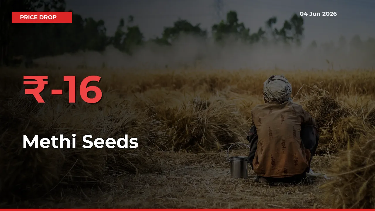 16.35% Drop in Methi Seeds Prices – Mandi Sees Sudden Fall