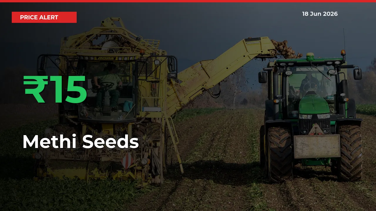 Methi Seeds Rises 15.18% at Mandis