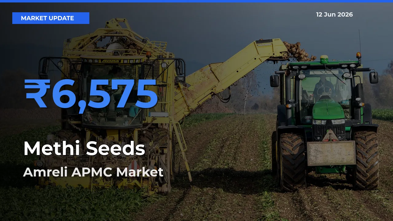 Amreli APMC Records Highest ₹6,575 Rate for Methi Seeds