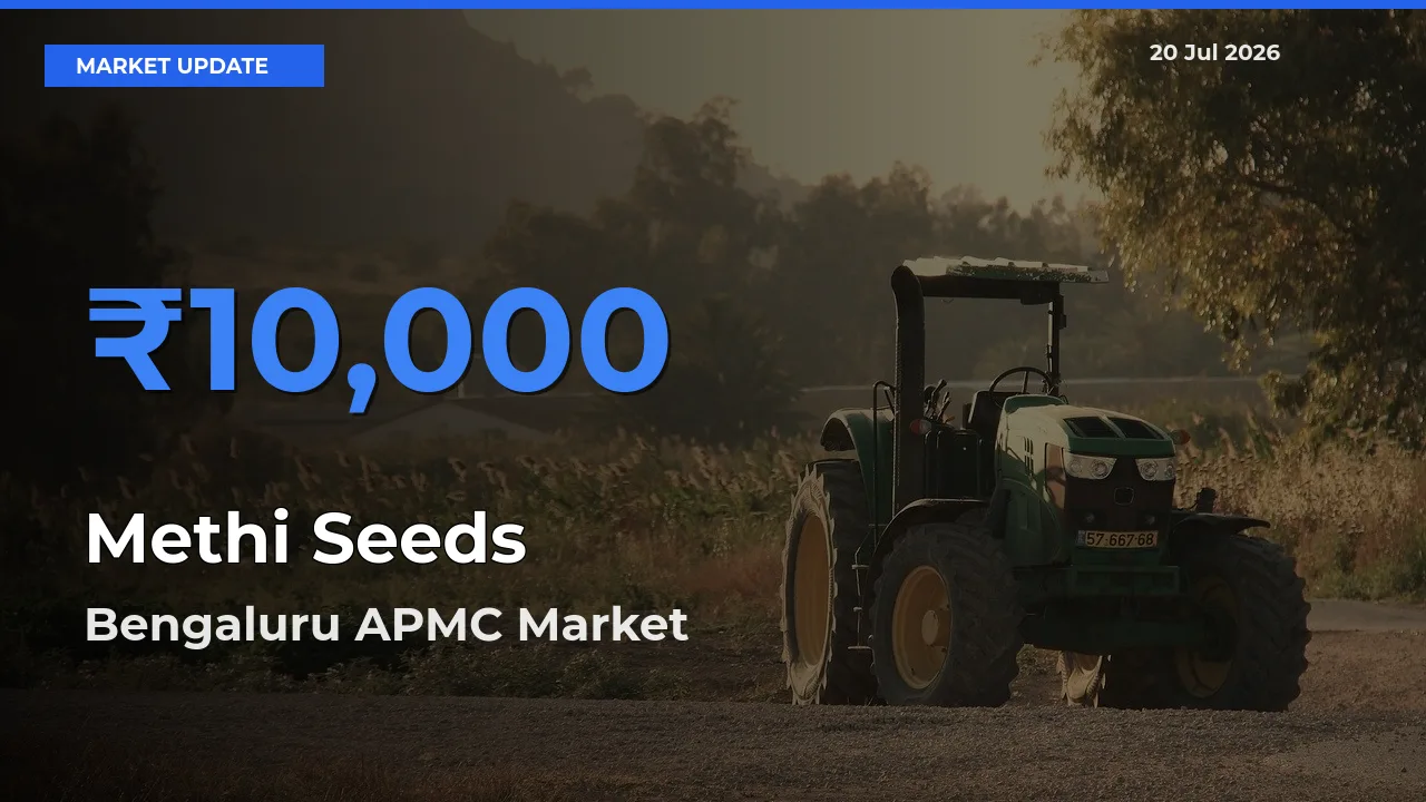 Bengaluru APMC Emerges as Top Mandi for Methi Seeds Prices Today