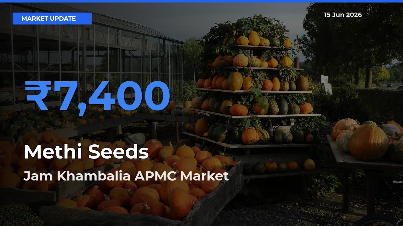 Jam Khambalia APMC Records Highest ₹7,400 Rate for Methi Seeds