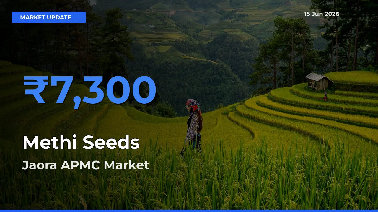Jaora APMC Emerges as Top Mandi for Methi Seeds Prices Today