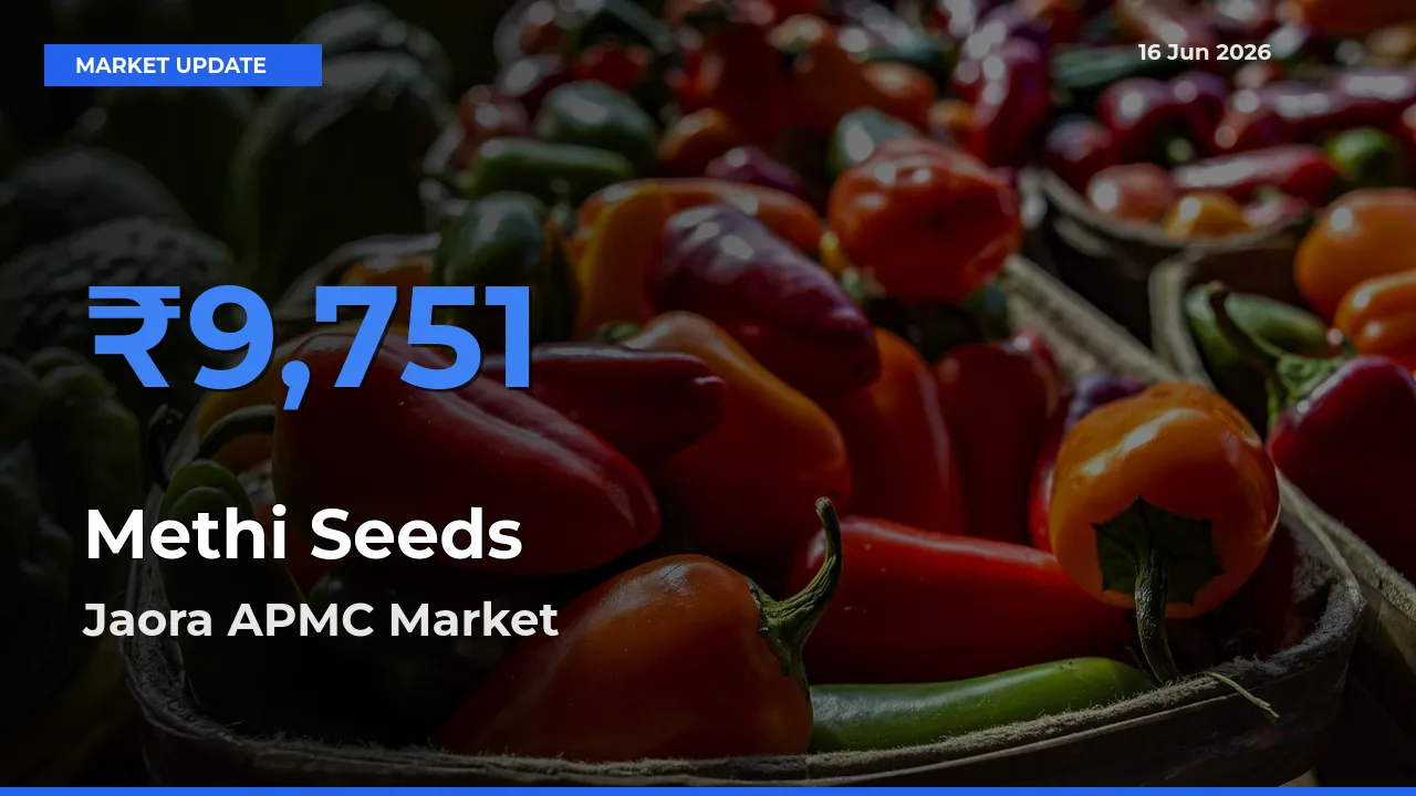 Jaora APMC Offers ₹9,751 – Highest Methi Seeds Rate Today