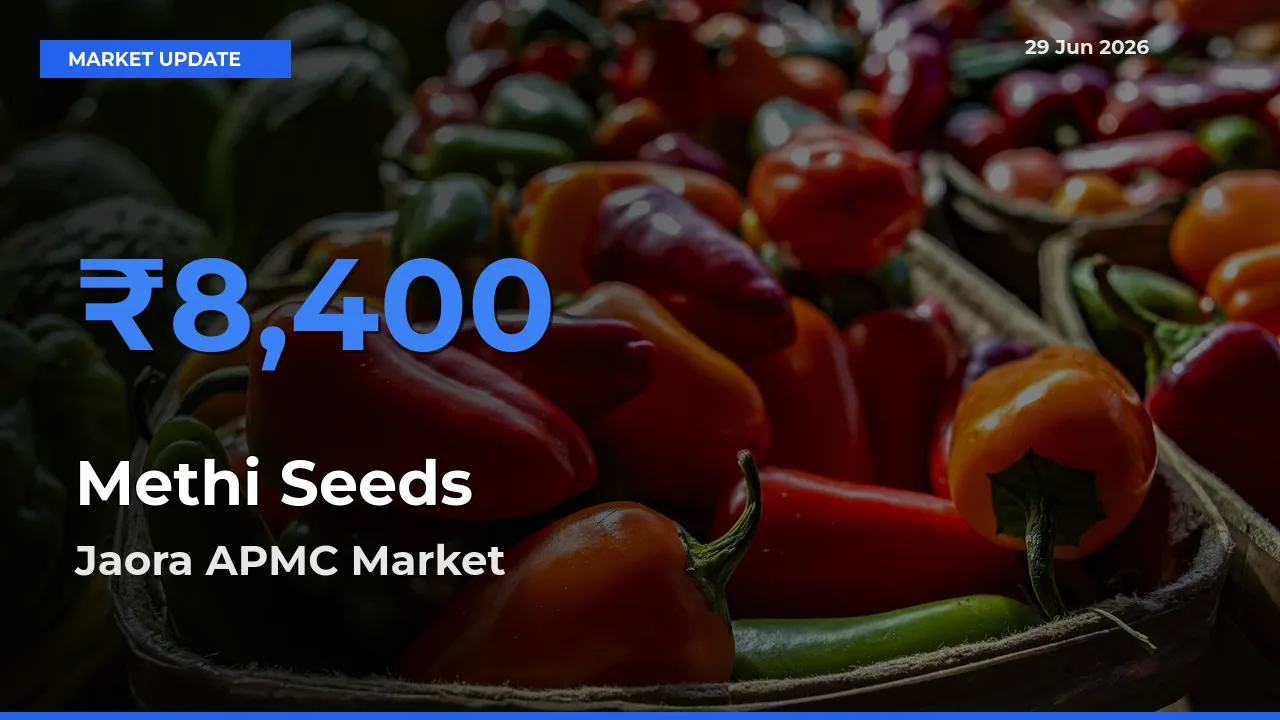 Jaora APMC Offers ₹8,400 – Highest Methi Seeds Rate Today