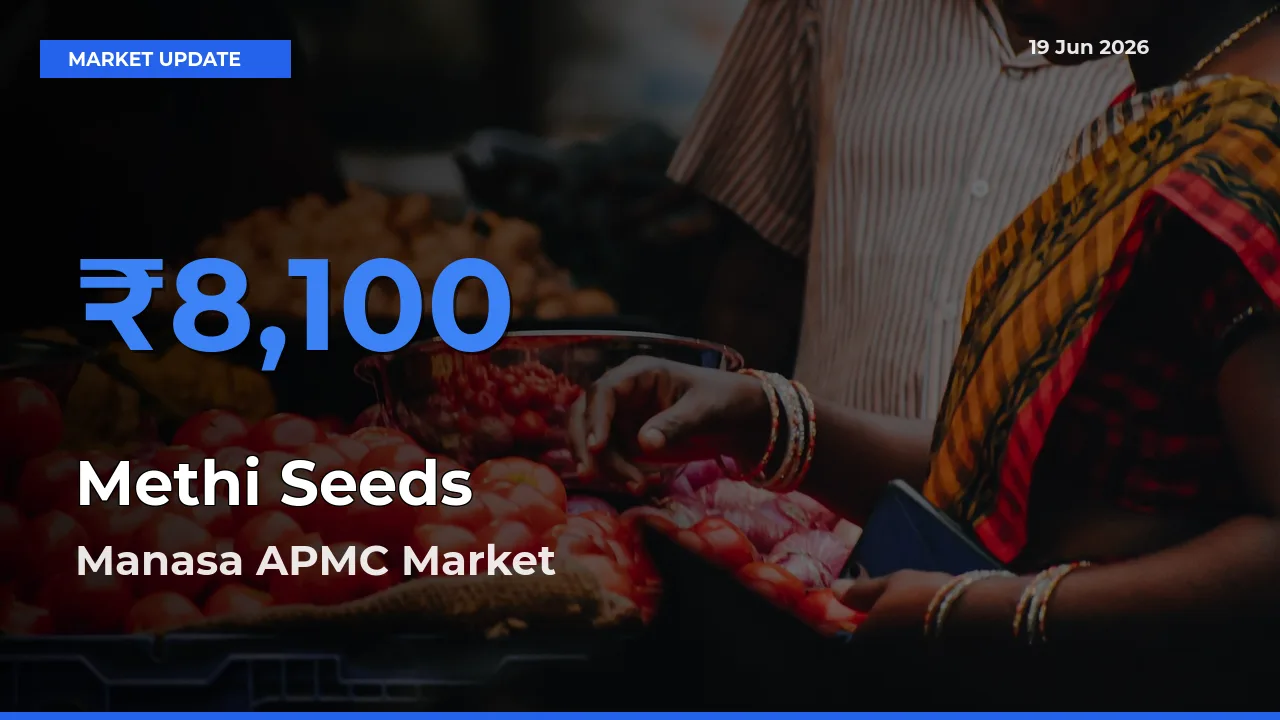 Manasa APMC Emerges as Top Mandi for Methi Seeds Prices Today