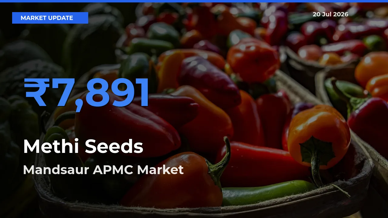 Methi Seeds Mandi Rate Today: Mandsaur APMC Tops the List