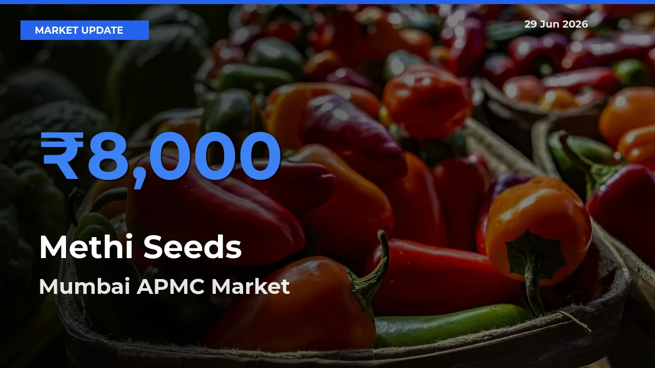 Mumbai APMC Emerges as Top Mandi for Methi Seeds Prices Today
