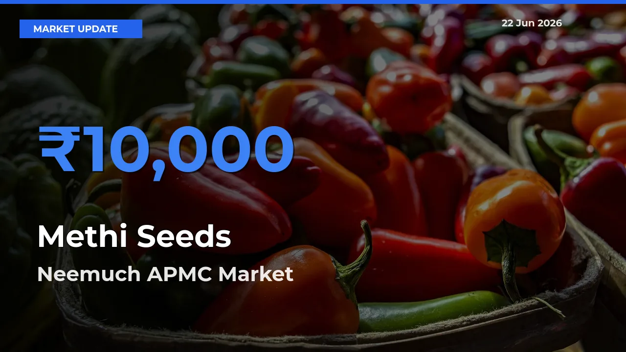 Market Watch: Neemuch APMC Becomes Top Mandi for Methi Seeds