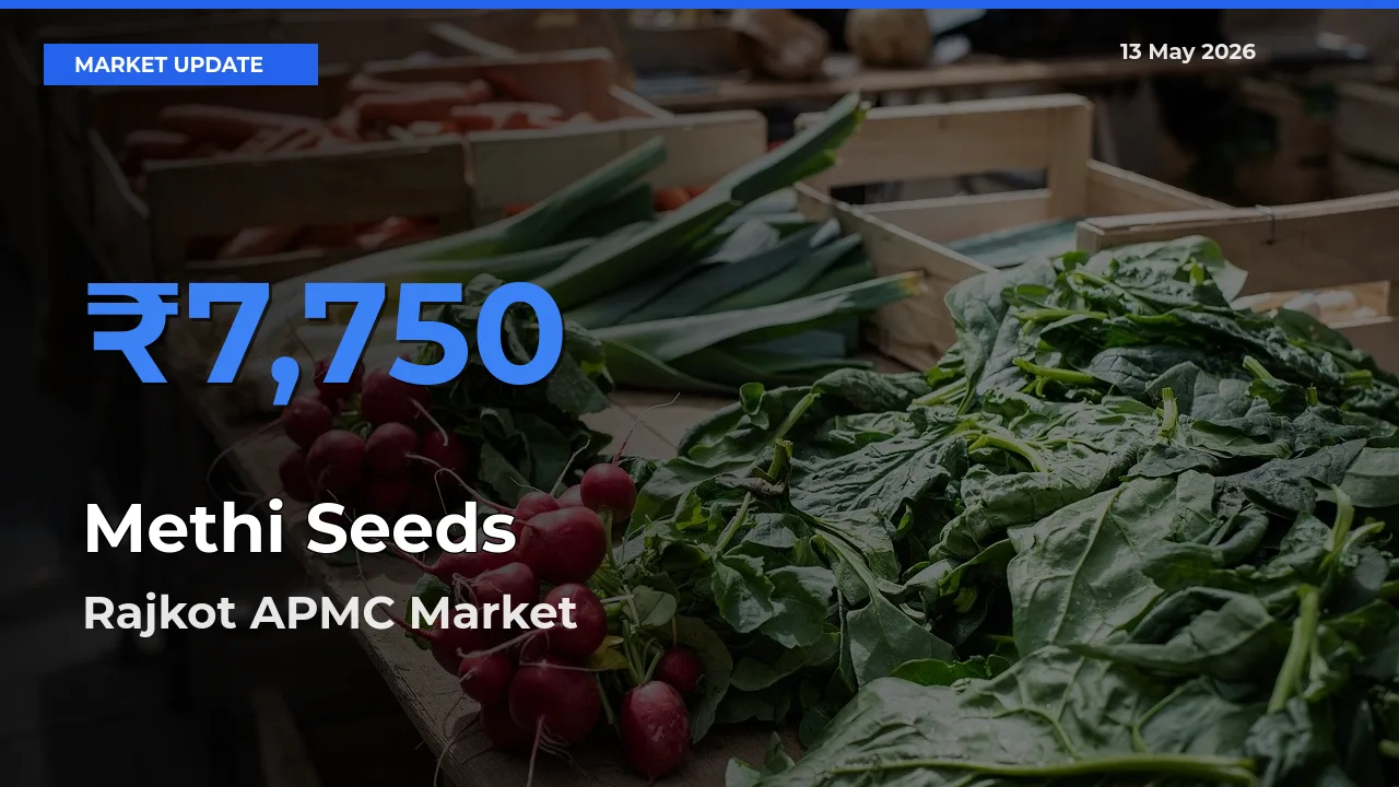Farmers Prefer Rajkot APMC as Methi Seeds Hits Highest Rate