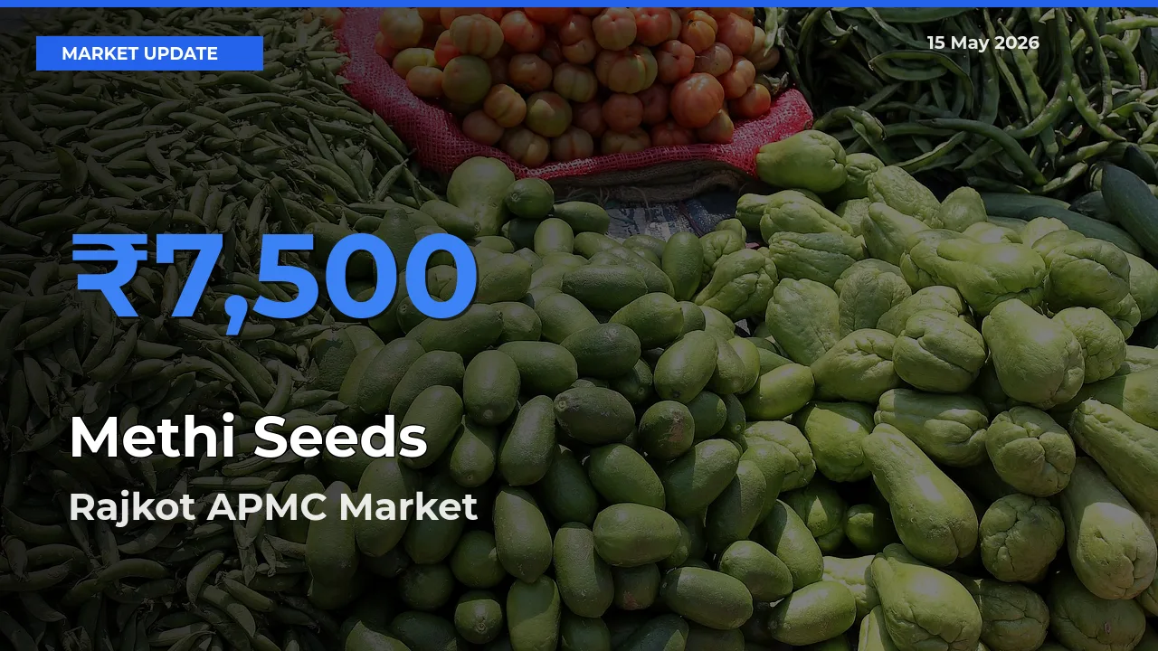 Farmers Prefer Rajkot APMC as Methi Seeds Hits Highest Rate