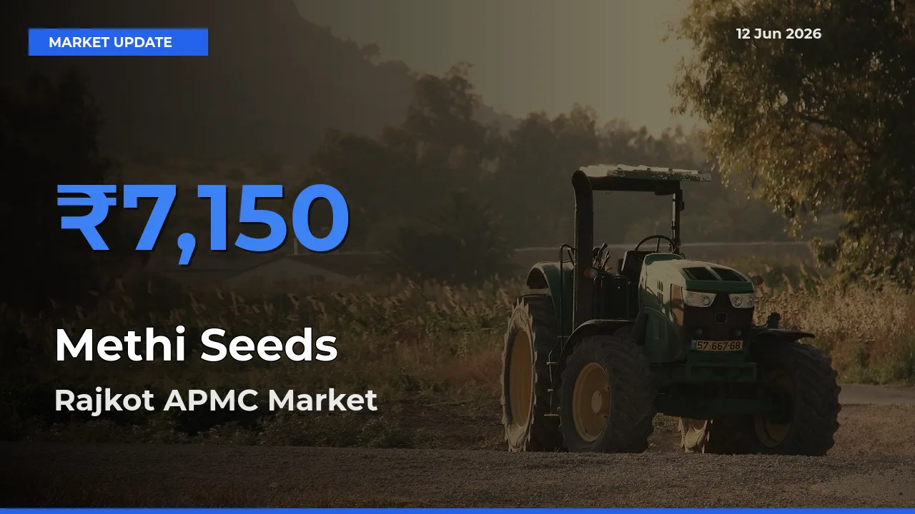 Rajkot APMC Tops Methi Seeds Mandi Rates Today