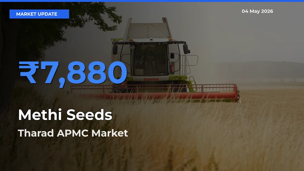 Tharad APMC Tops Methi Seeds Mandi Rates Today