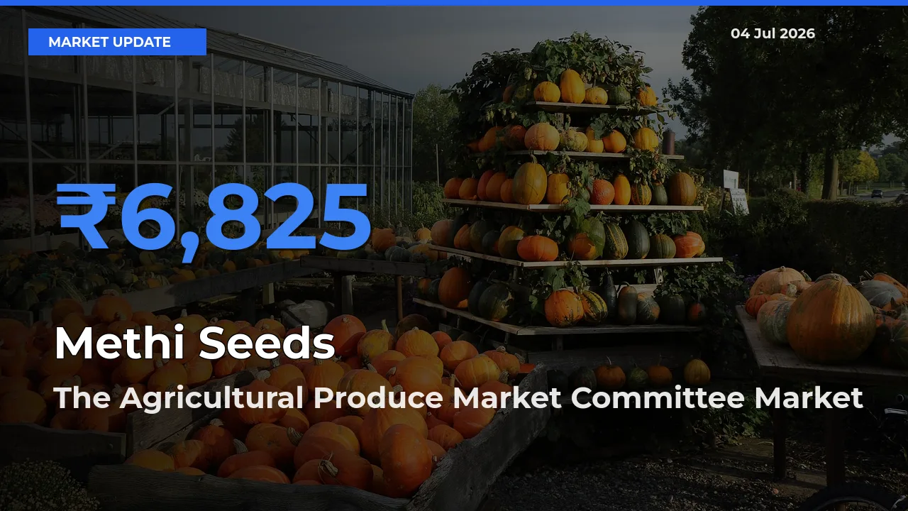 The Agricultural Produce Market Committee Emerges as Top Mandi for Methi Seeds Prices Today