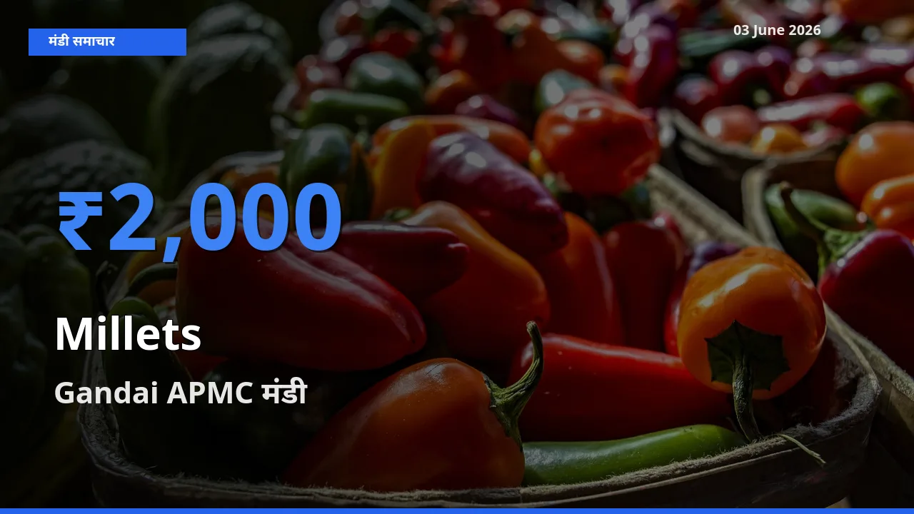 किसानों की पसंद बना Gandai APMC, बाजरा के सबसे अच्छे दाम