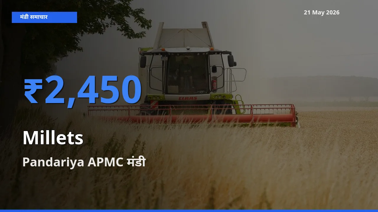 आज बाजरा के सबसे ऊँचे दाम ₹2,450 Pandariya APMC मंडी में