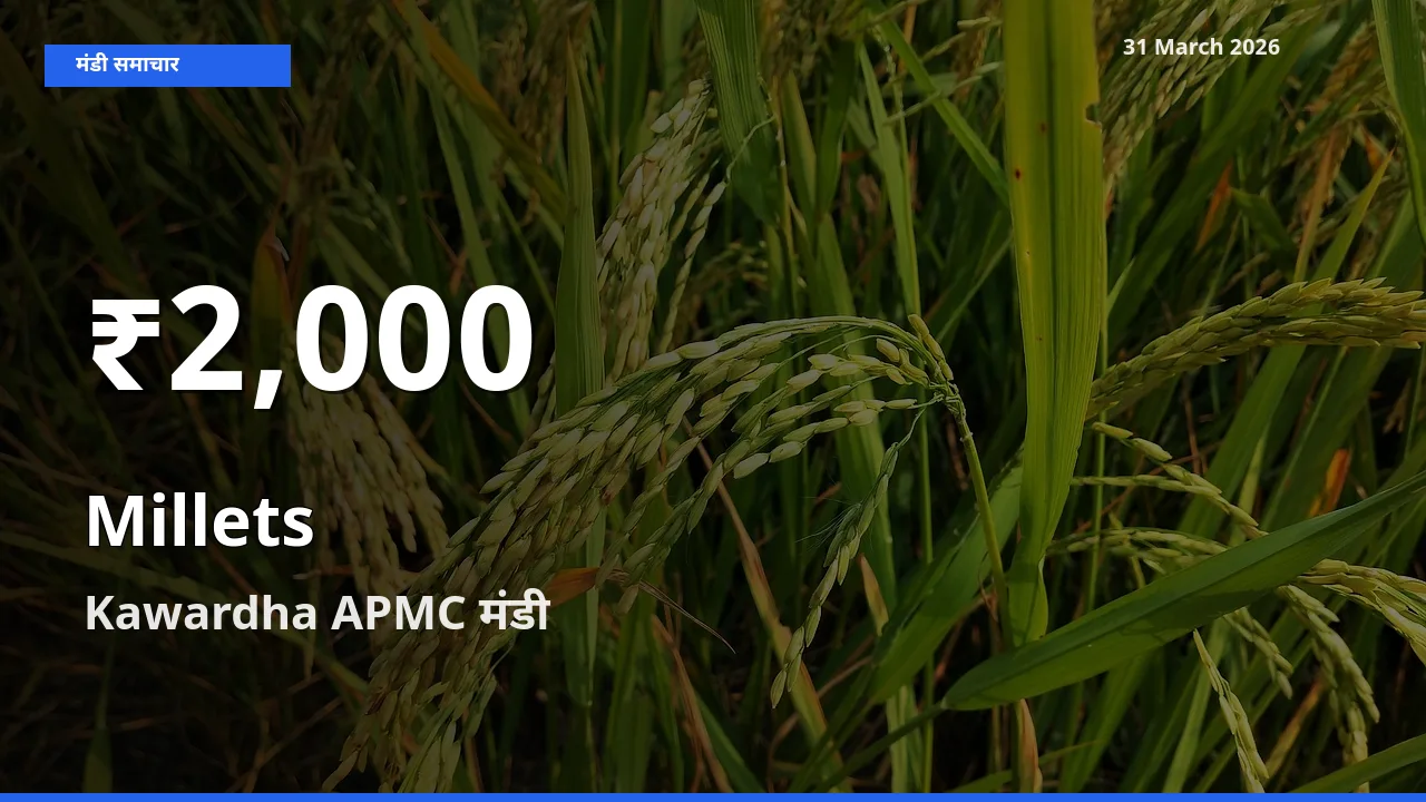 बाज़ार संकेत: बाजरा के भाव Kawardha APMC में 30 दिन के निचले स्तर पर