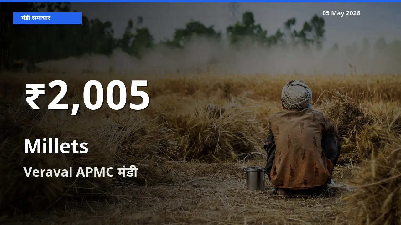 Veraval APMC में बाजरा ₹2,005 पर गिरा – 30 दिन का न्यूनतम भाव