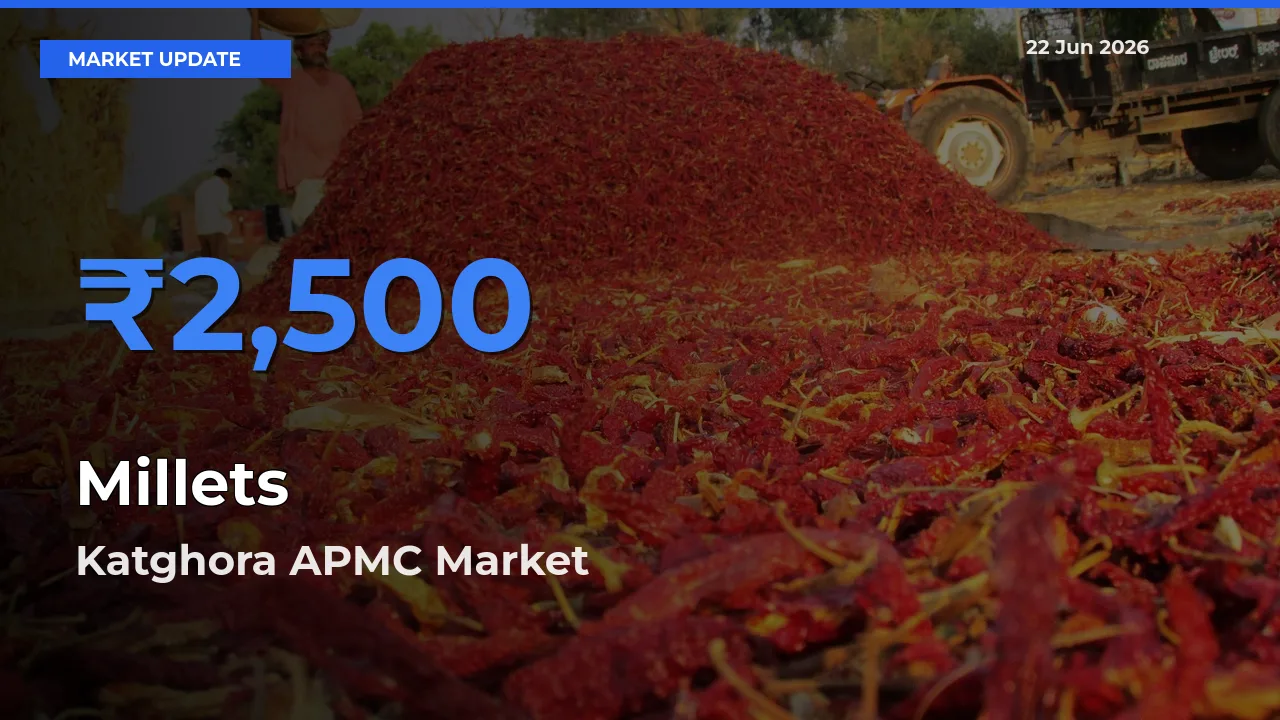 Katghora APMC Records Highest ₹2,500 Rate for Millets
