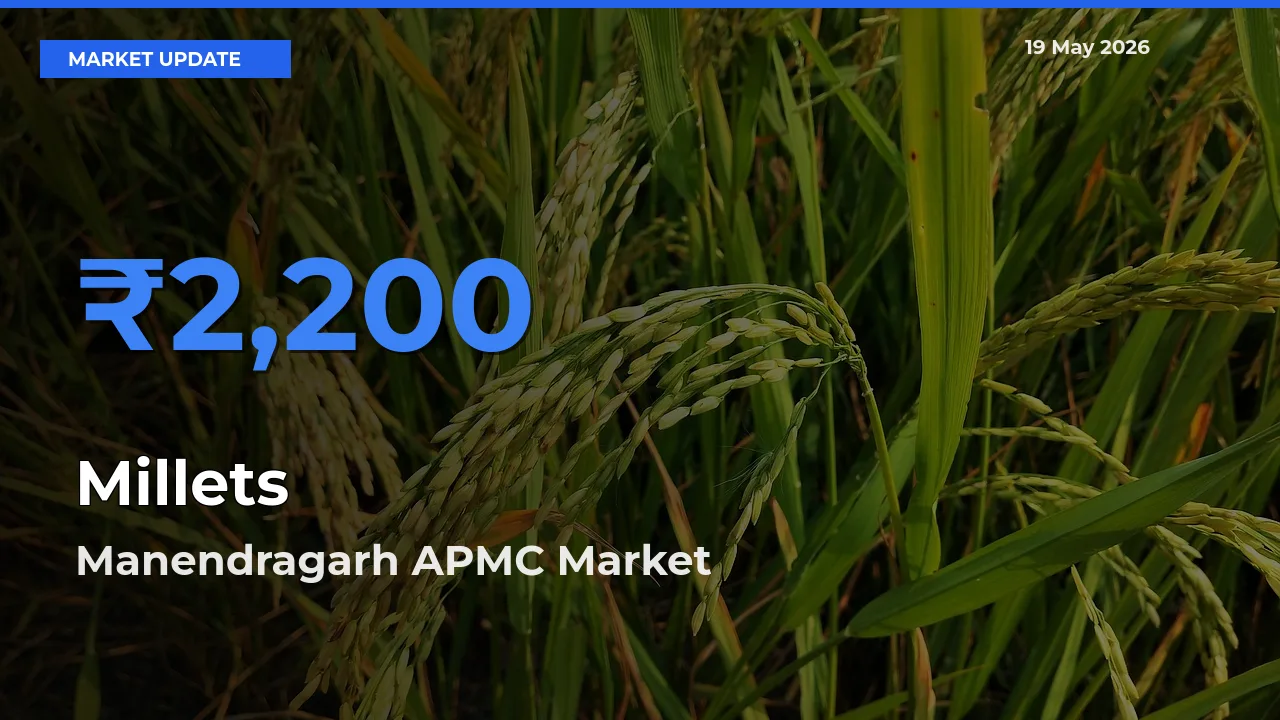 Manendragarh APMC Records Highest ₹2,200 Rate for Millets