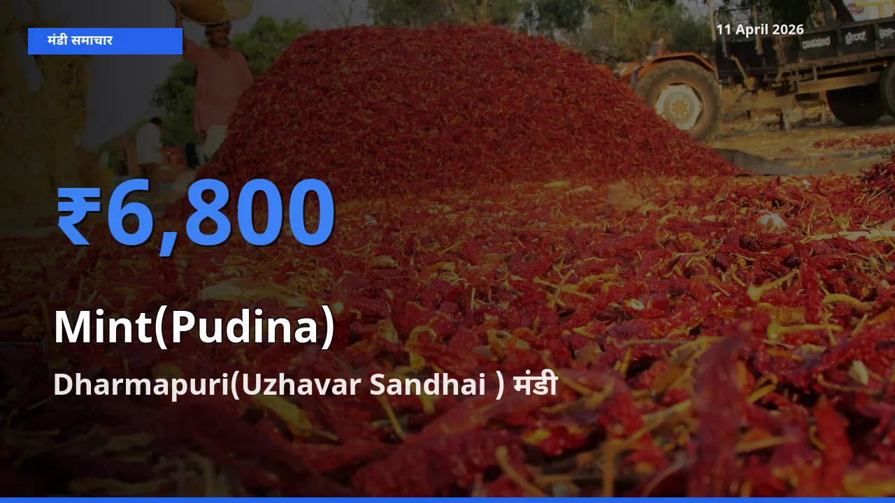 किसानों की पसंद बना Dharmapuri(Uzhavar Sandhai ), पुदीना के सबसे अच्छे दाम