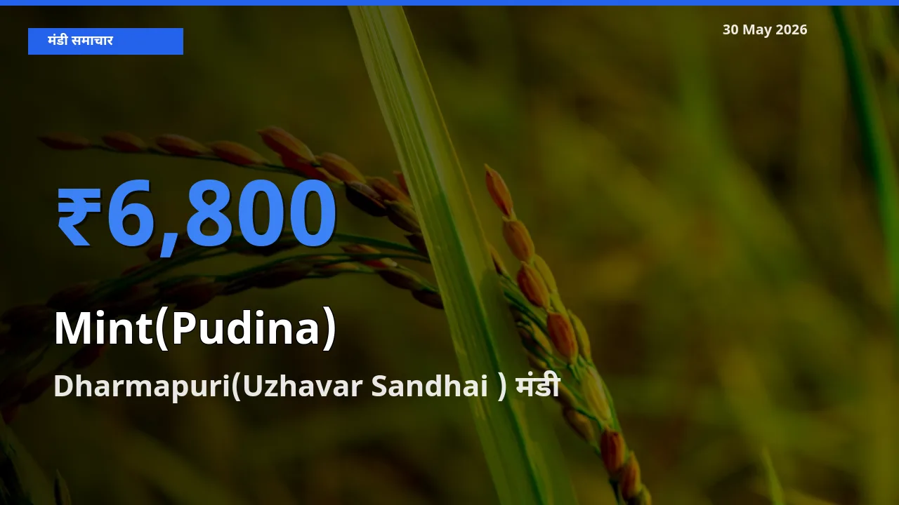 आज का मंडी भाव: पुदीना के सबसे ज़्यादा दाम Dharmapuri(Uzhavar Sandhai ) में
