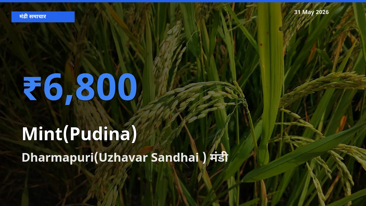 आज का मंडी भाव: पुदीना के सबसे ज़्यादा दाम Dharmapuri(Uzhavar Sandhai ) में