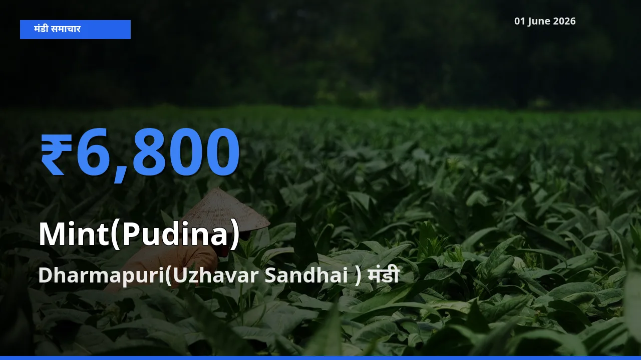 आज का मंडी भाव: पुदीना के सबसे ज़्यादा दाम Dharmapuri(Uzhavar Sandhai ) में