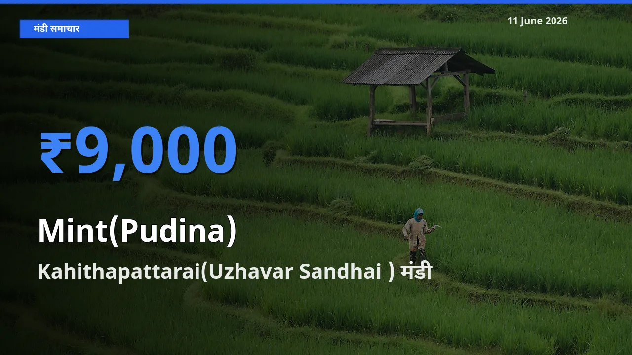 बाज़ार संकेत: Kahithapattarai(Uzhavar Sandhai ) बना पुदीना के लिए आज की टॉप मंडी