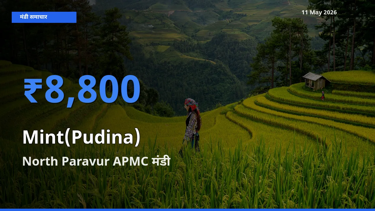 आज का मंडी भाव: पुदीना के सबसे ज़्यादा दाम North Paravur APMC में
