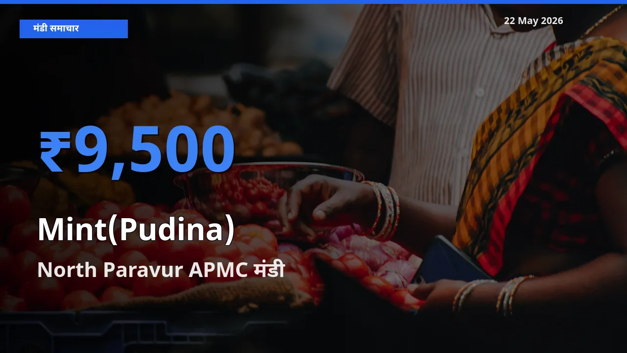 North Paravur APMC में पुदीना का आज सबसे ऊँचा भाव