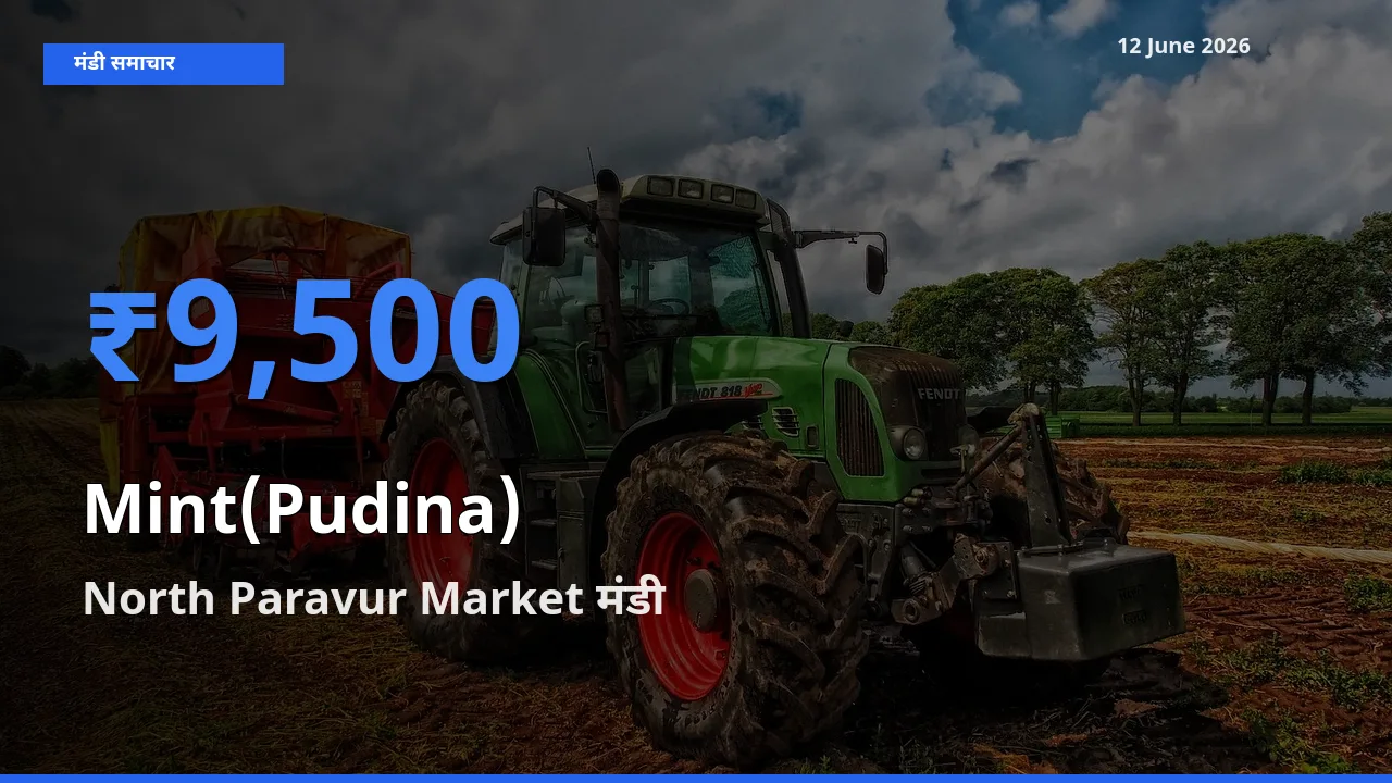 आज पुदीना के सबसे ज़्यादा दाम North Paravur Market मंडी में दर्ज