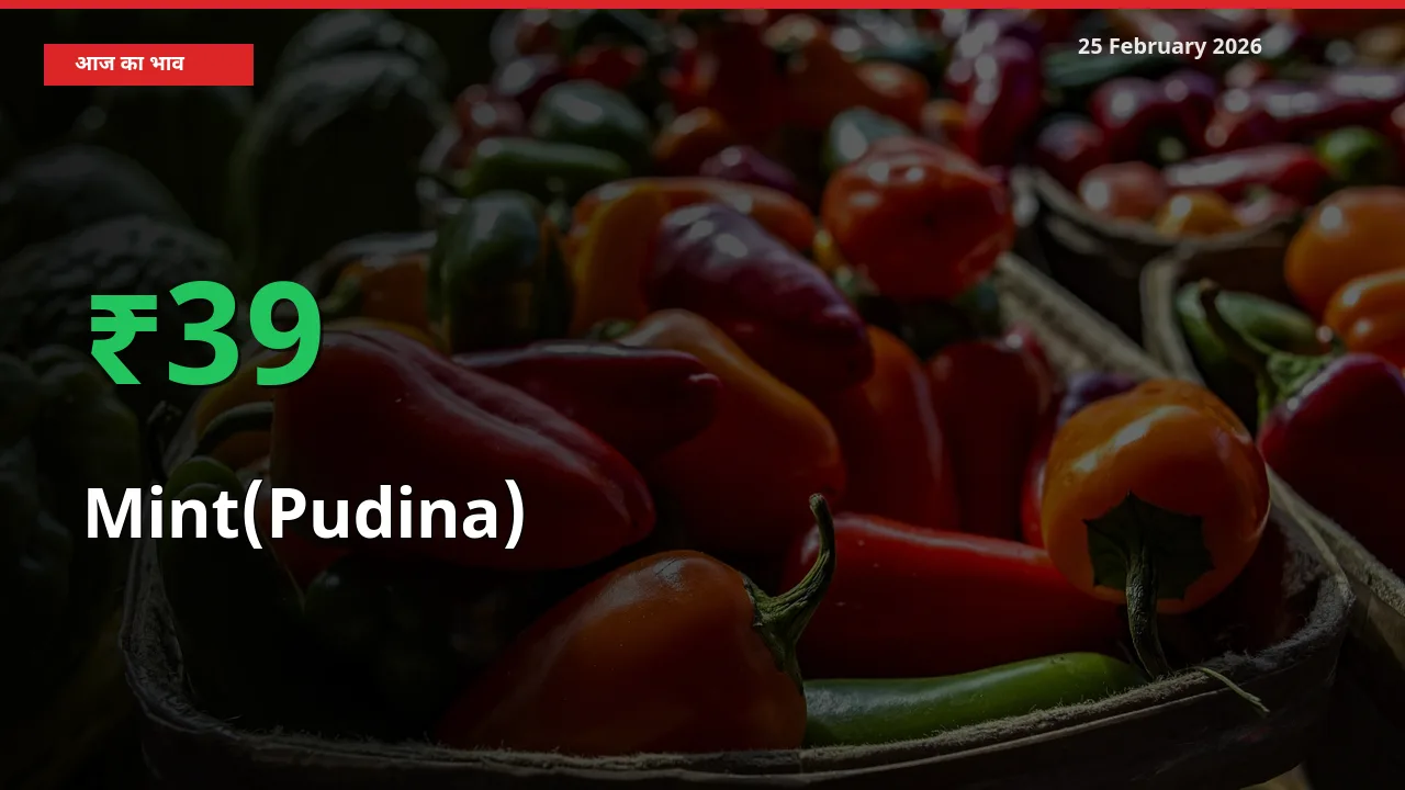 अचानक तेजी! मंडी में Mint(Pudina) के दाम 38.95% चढ़े