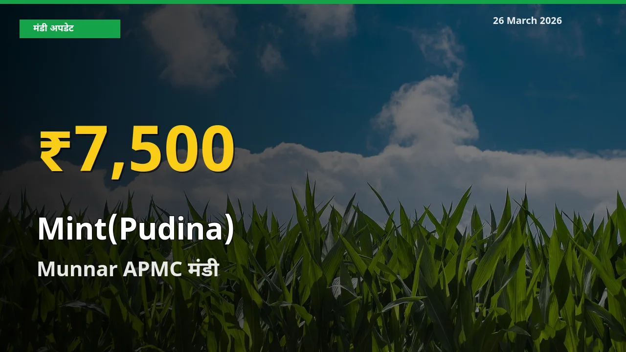 30 दिनों में सबसे ऊँचे स्तर पर पुदीना के दाम, Munnar APMC में उछाल