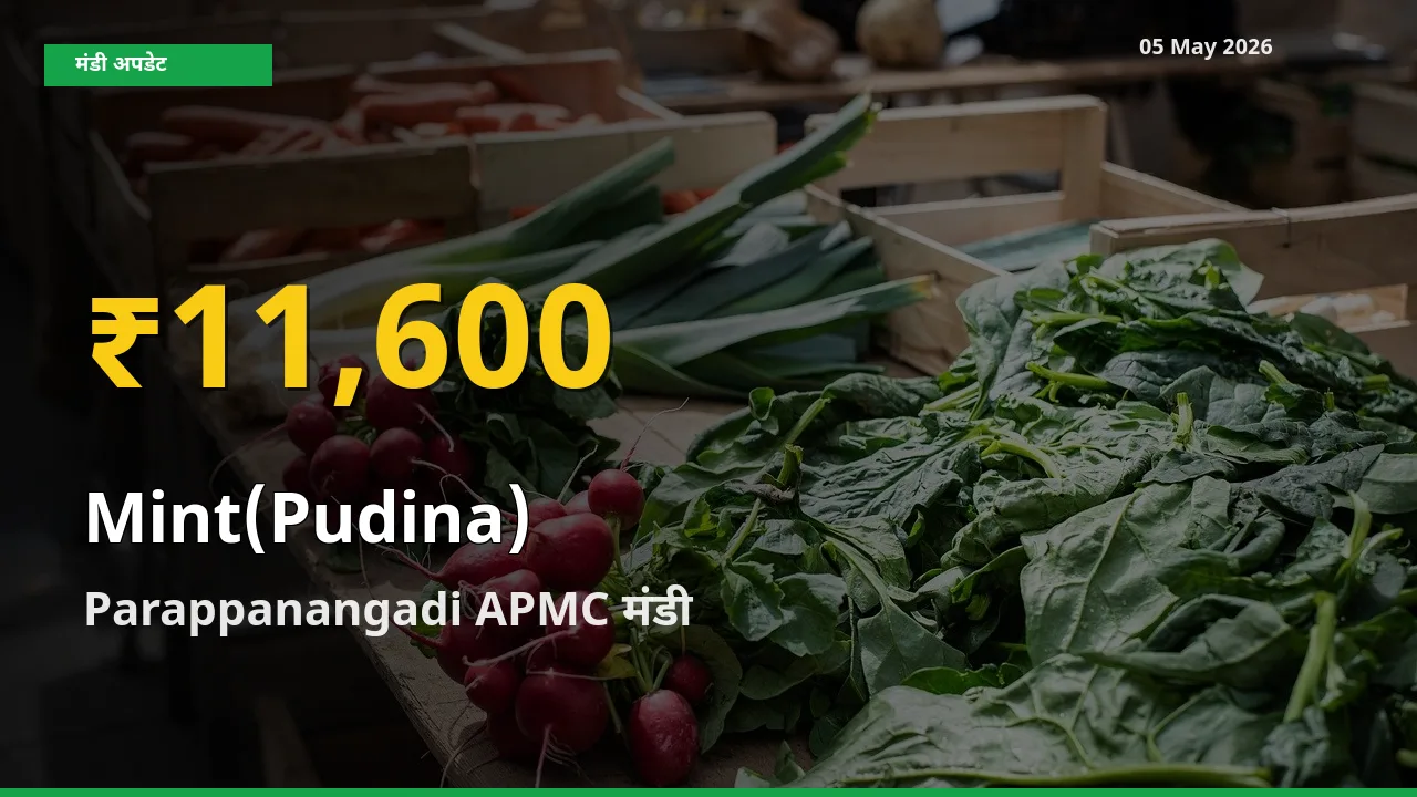 पुदीना के भावों में जबरदस्त उछाल, Parappanangadi APMC में नया उच्च स्तर
