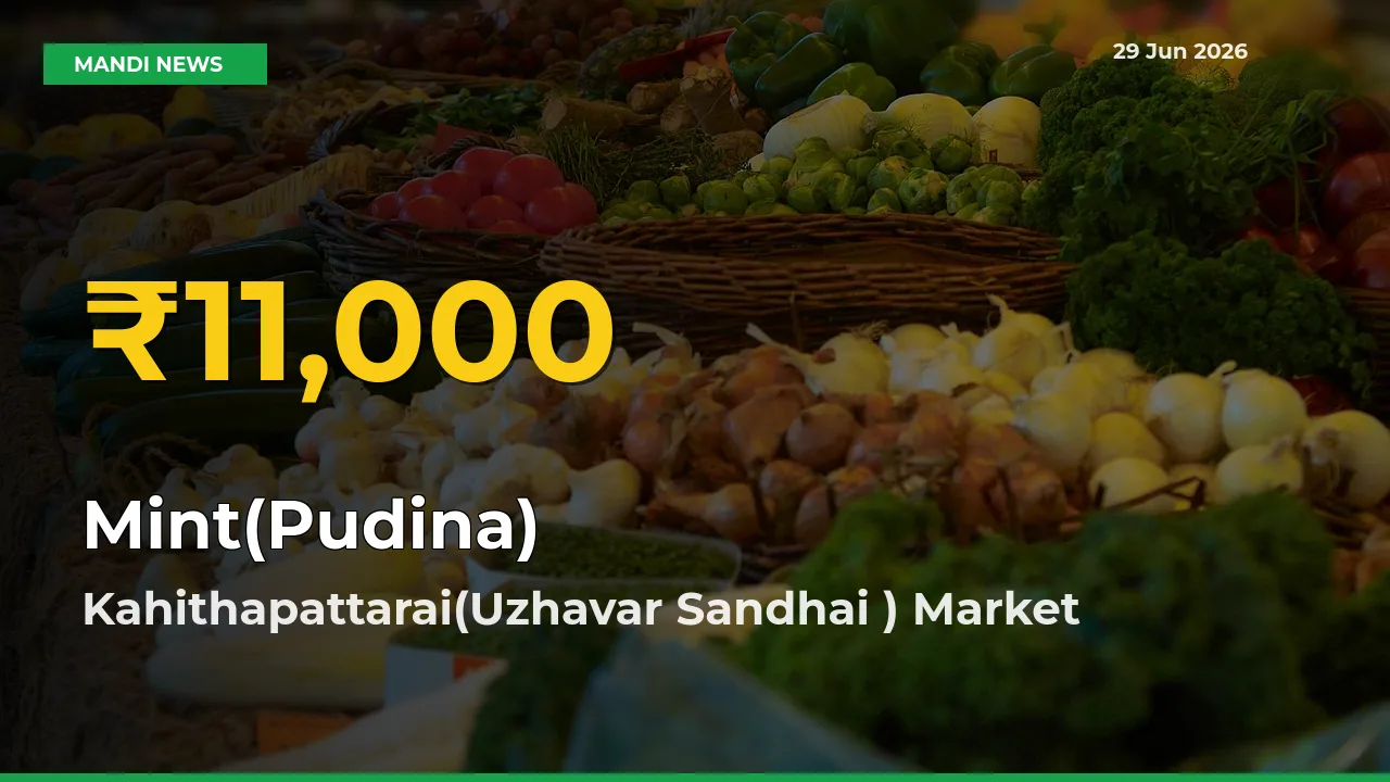Mint(Pudina) Price Rally Continues – Kahithapattarai(Uzhavar Sandhai ) Hits Fresh High Today