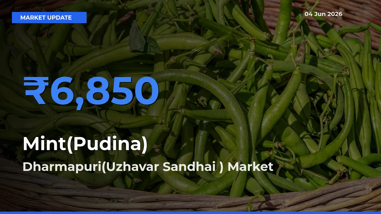 Dharmapuri(Uzhavar Sandhai ) Records Highest ₹6,850 Rate for Mint(Pudina)