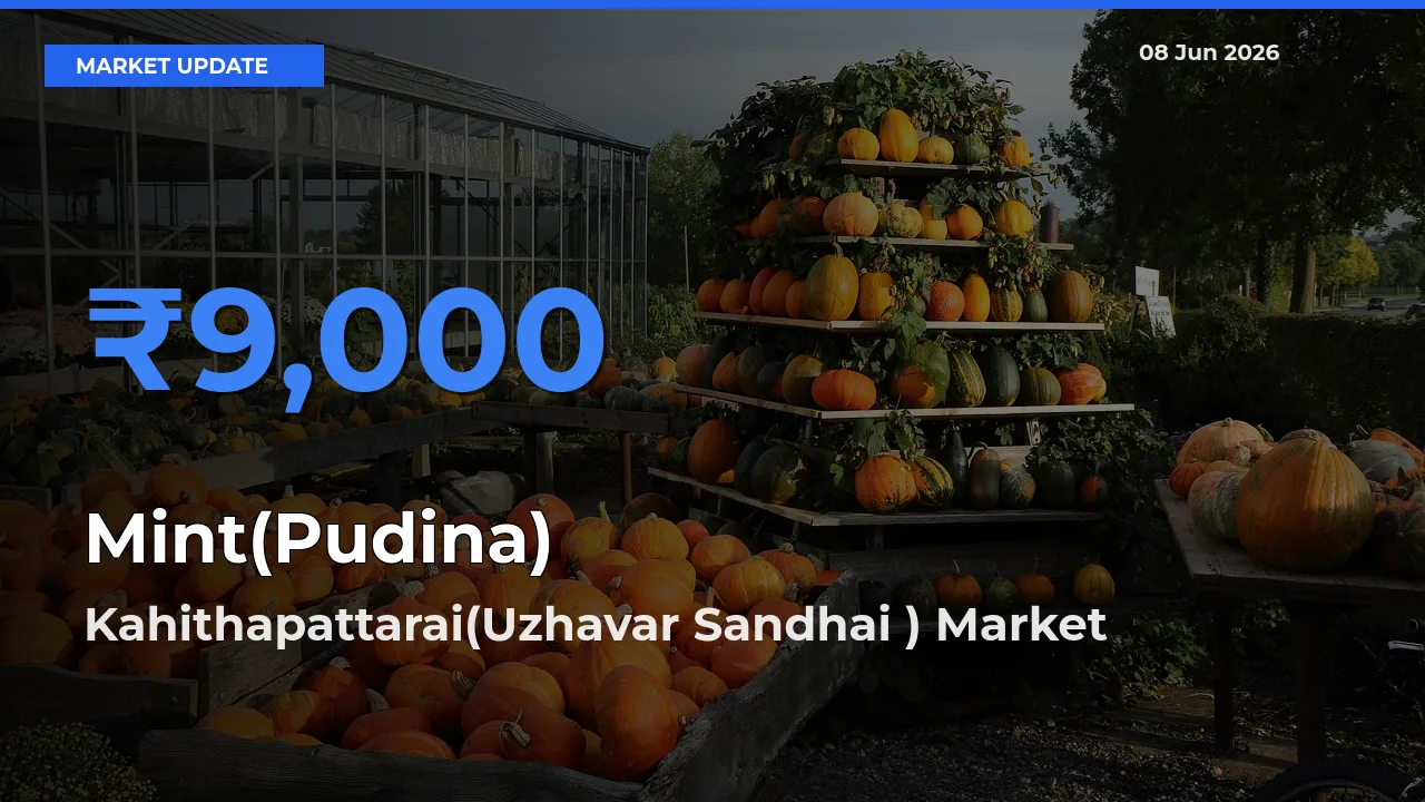 Top Performer! Kahithapattarai(Uzhavar Sandhai ) Offers Best Mint(Pudina) Price Today