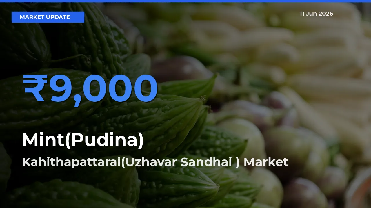 Farmers Prefer Kahithapattarai(Uzhavar Sandhai ) as Mint(Pudina) Hits Highest Rate