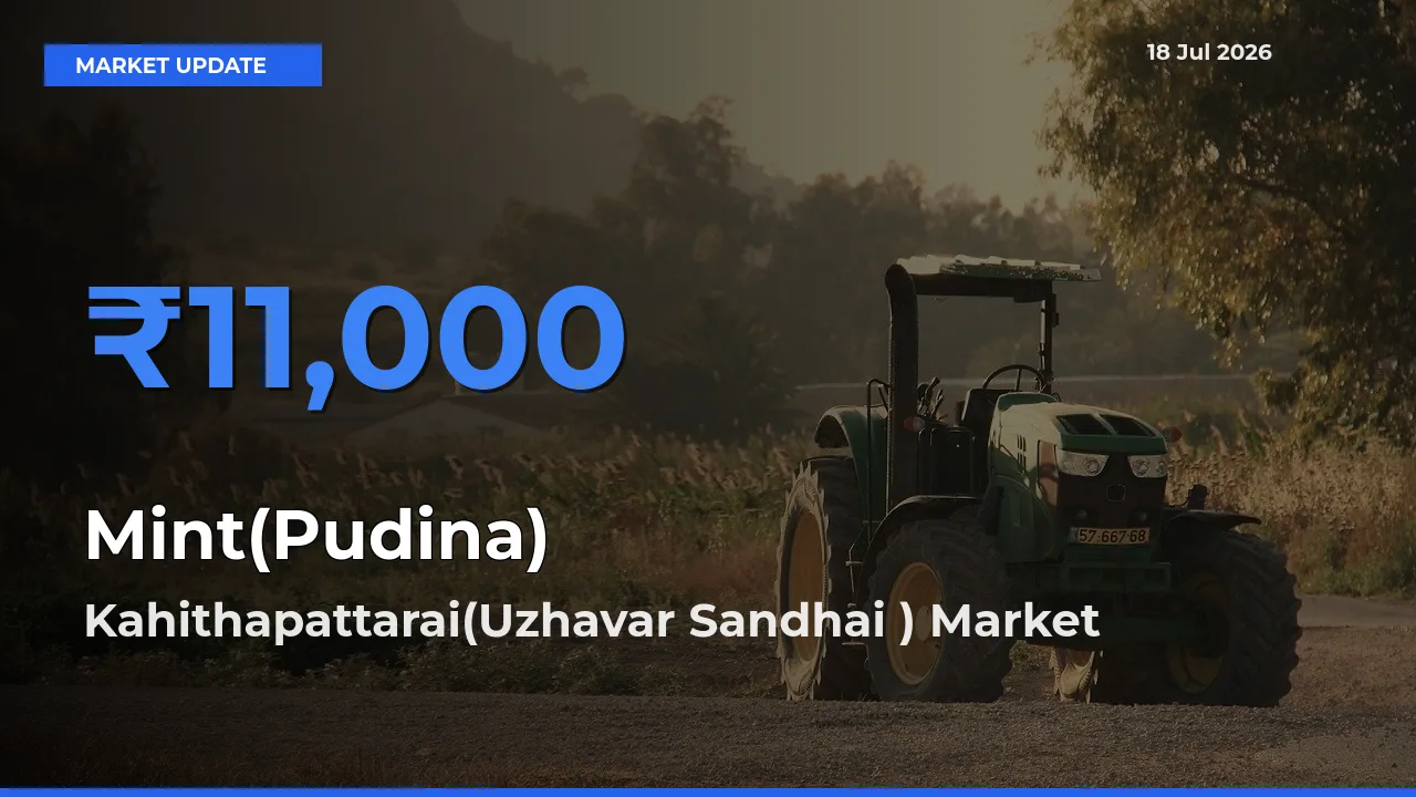 Kahithapattarai(Uzhavar Sandhai ) Offers ₹11,000 – Highest Mint(Pudina) Rate Today