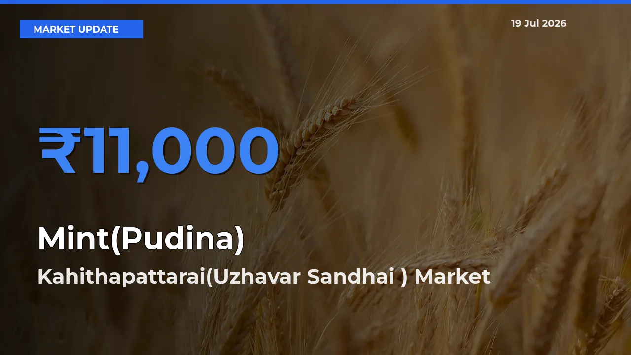 Top Performer! Kahithapattarai(Uzhavar Sandhai ) Offers Best Mint(Pudina) Price Today