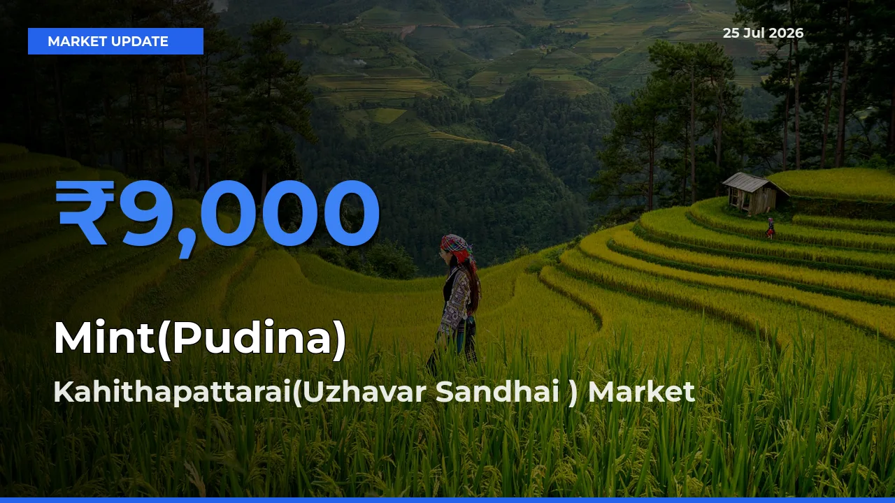 Kahithapattarai(Uzhavar Sandhai ) Emerges as Top Mandi for Mint(Pudina) Prices Today