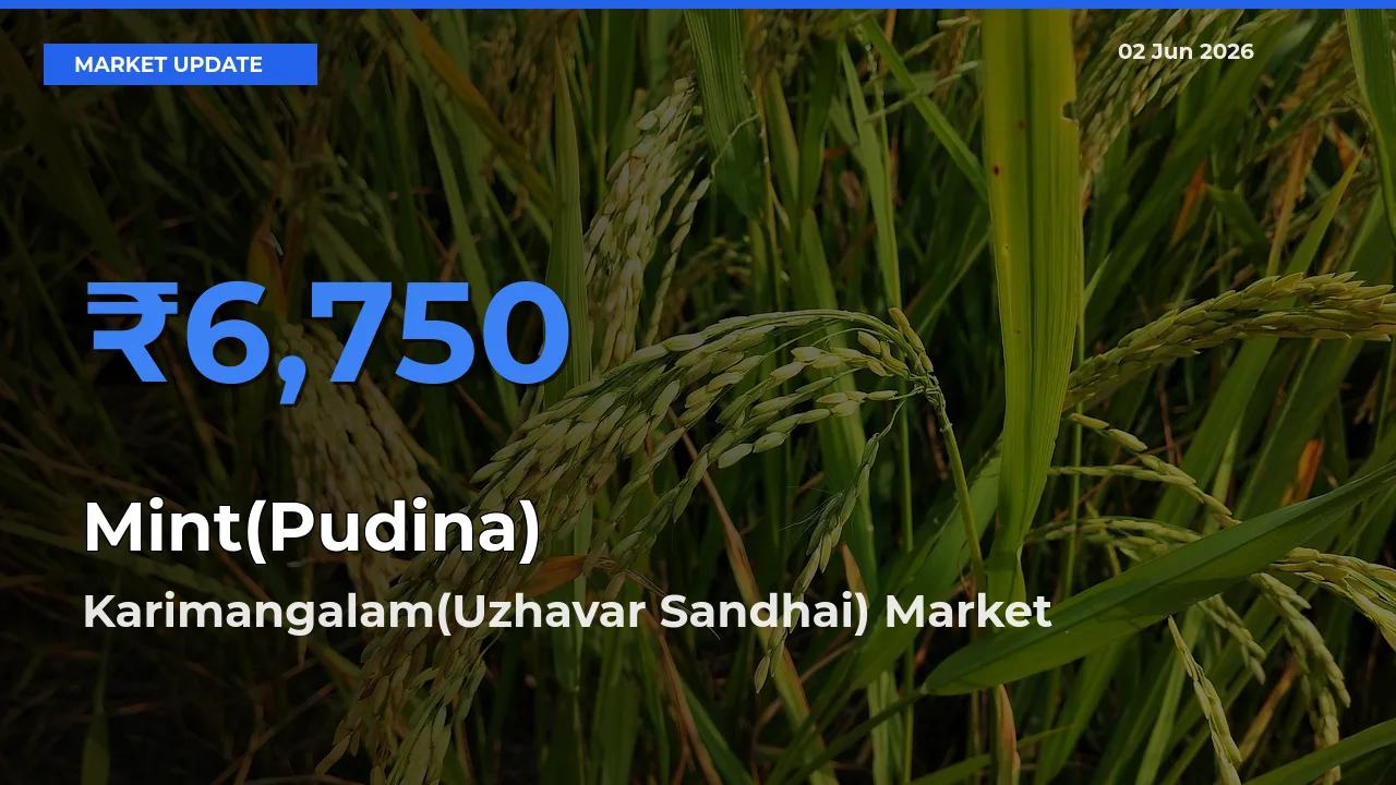Farmers Prefer Karimangalam(Uzhavar Sandhai) as Mint(Pudina) Hits Highest Rate