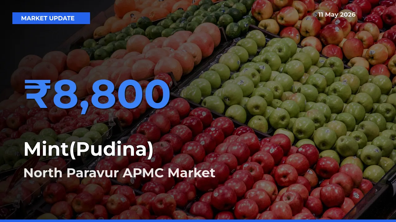 Market Watch: North Paravur APMC Becomes Top Mandi for Mint(Pudina)