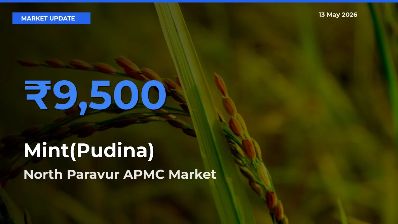 Market Watch: North Paravur APMC Becomes Top Mandi for Mint(Pudina)
