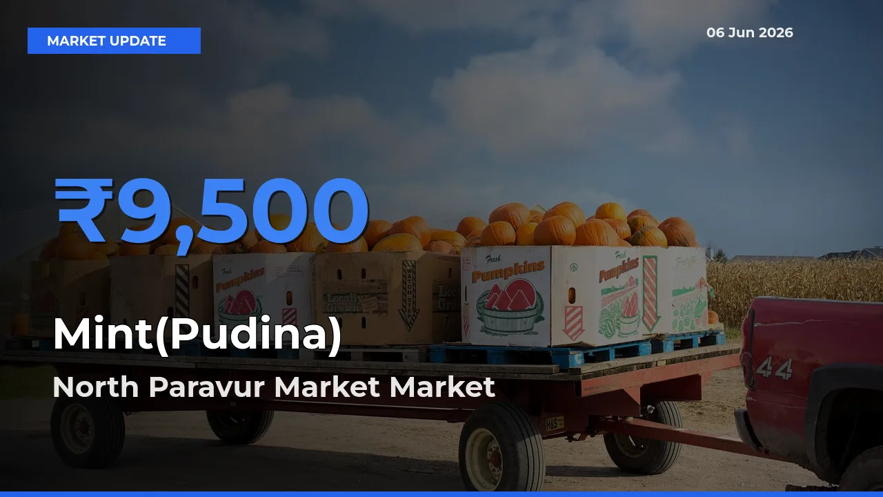 North Paravur Market Emerges as Top Mandi for Mint(Pudina) Prices Today