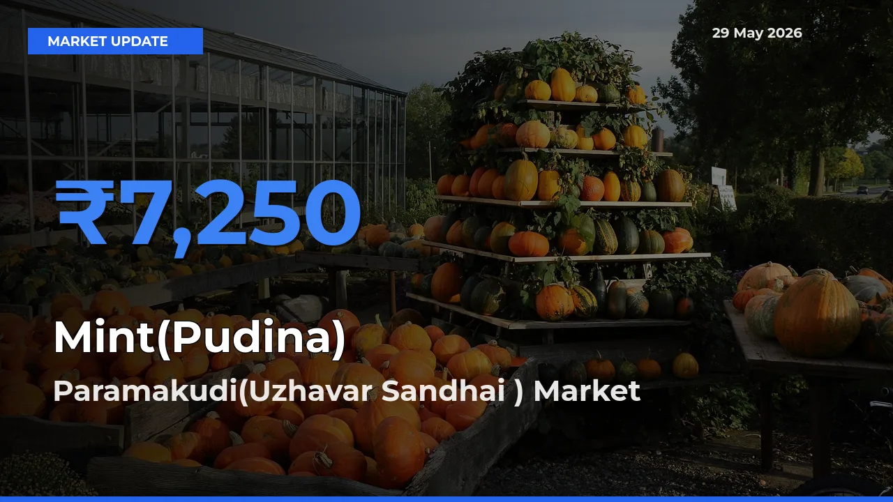 Paramakudi(Uzhavar Sandhai ) Records Highest ₹7,250 Rate for Mint(Pudina)