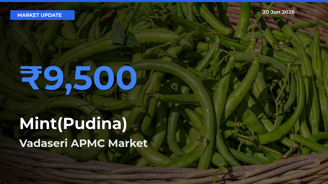 Vadaseri APMC Leads as Top Mandi for Mint(Pudina) Prices
