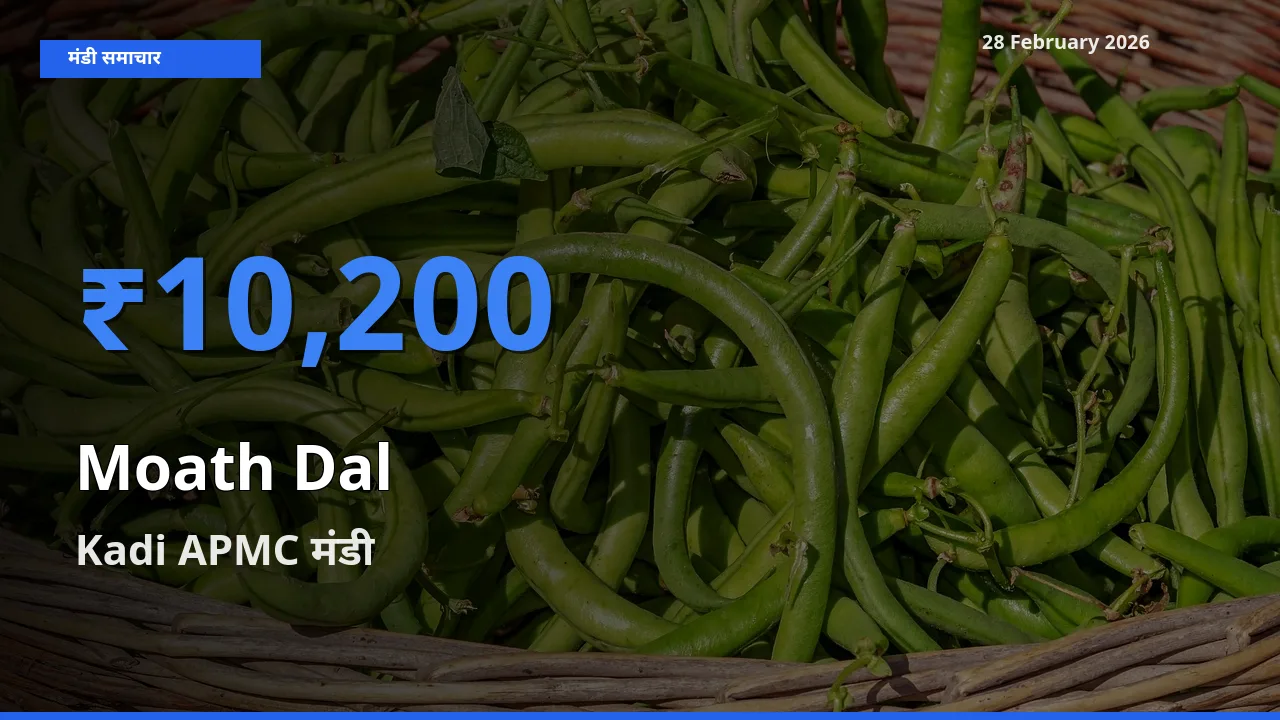 Kadi APMC मंडी में आज Moath Dal के सबसे ऊँचे दाम दर्ज