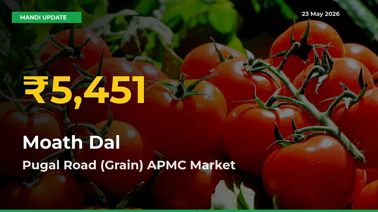 Why Moath Dal Prices Are Climbing in Pugal Road (Grain) APMC – Today’s New High Explained